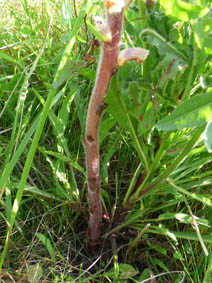 Orobanche hederae